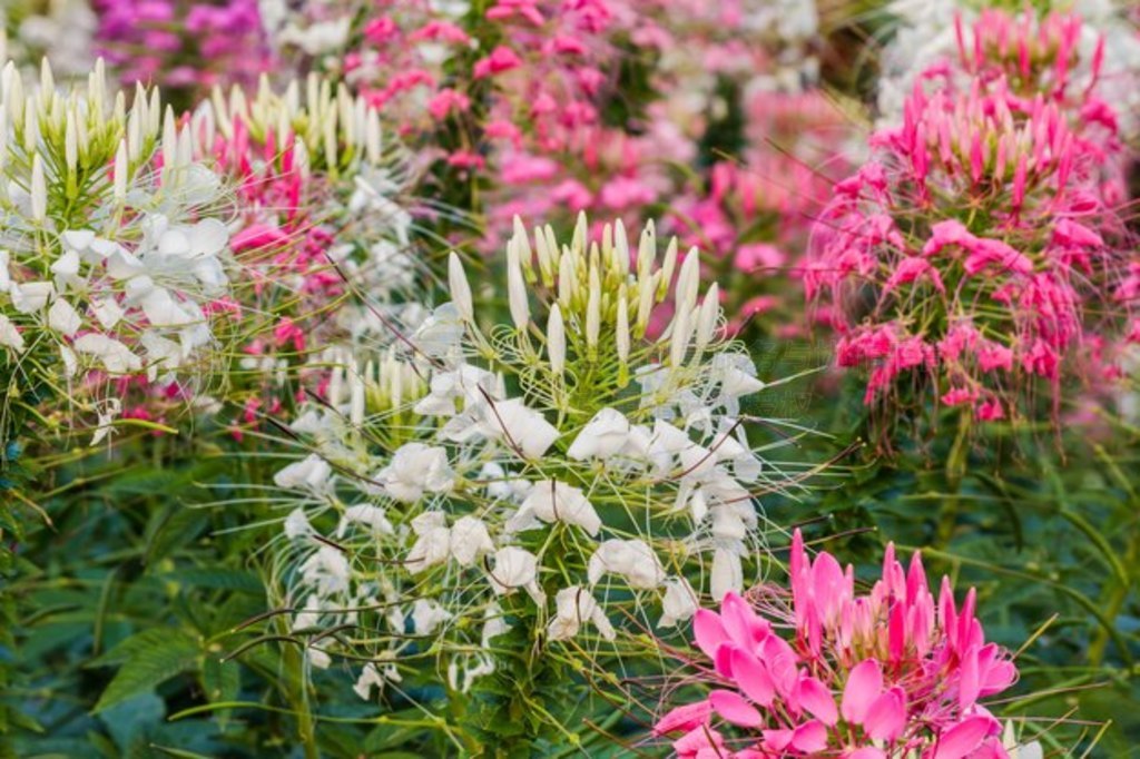 ɫͰɫ֩뻨Cleome hassleriana