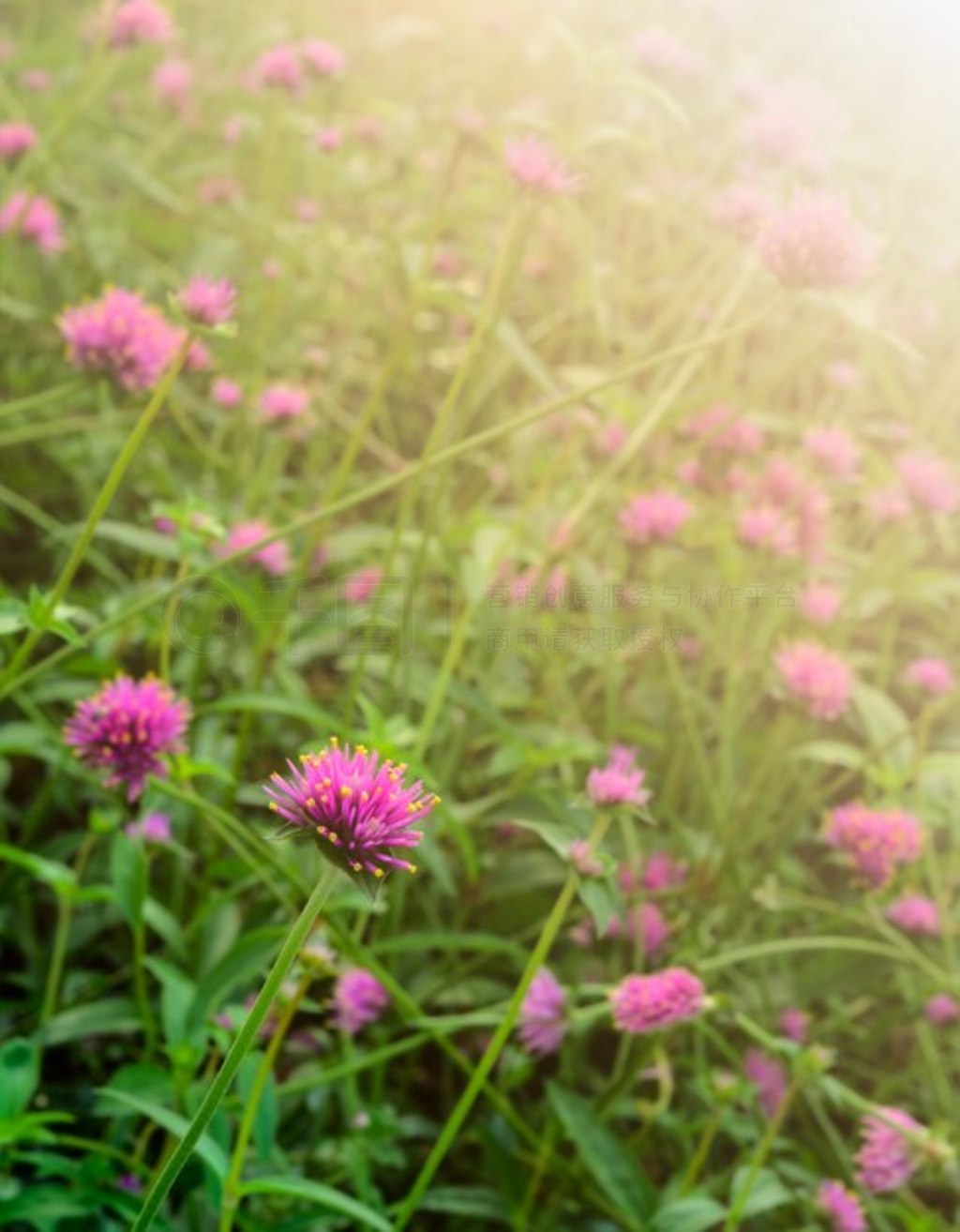 Gomphrena globosa Ȳ˻԰