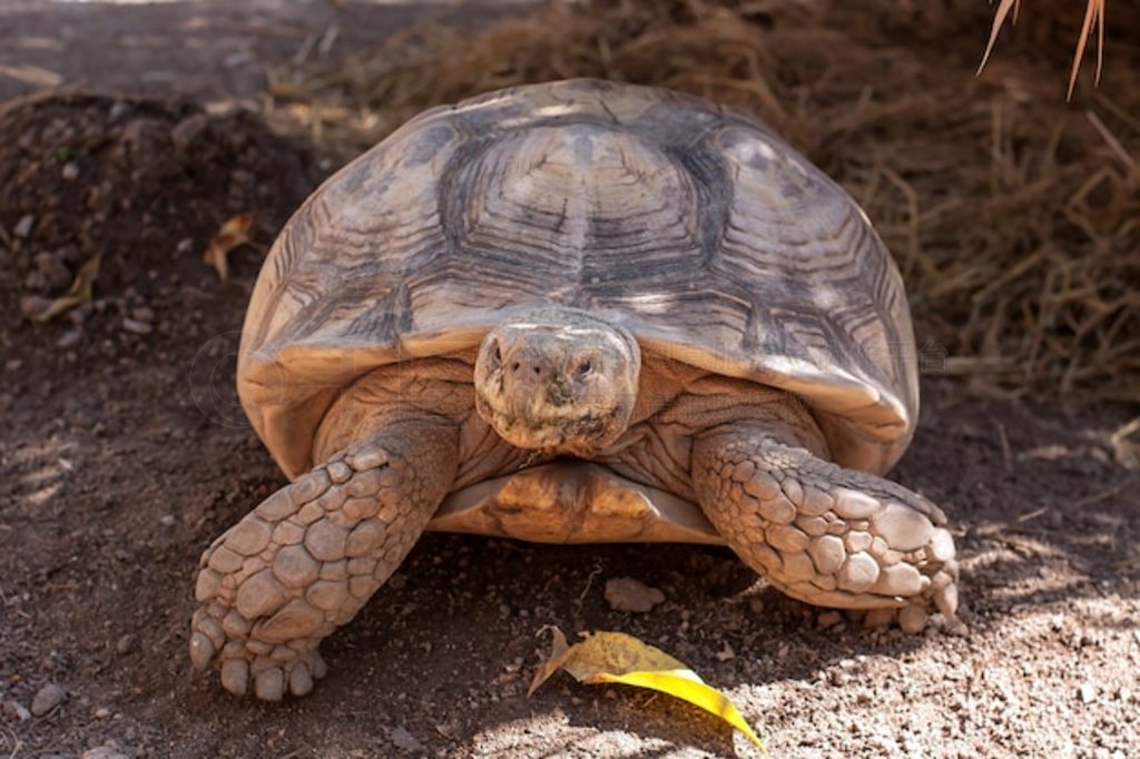 ꡢտ½ꡢ޶ܼ½ (Geochelone sulcata)