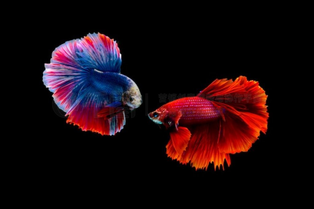 ޶㣨Betta splendens