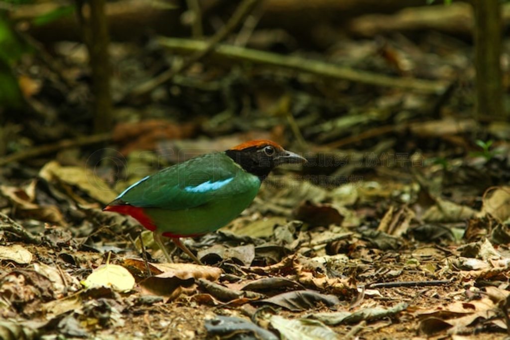 Ȼеñɫ (Pitta sordida)