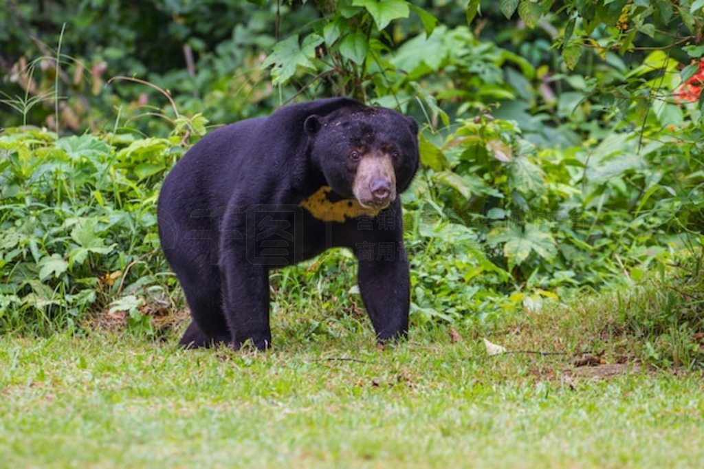 ̫ܡ (Ursus malayanus)