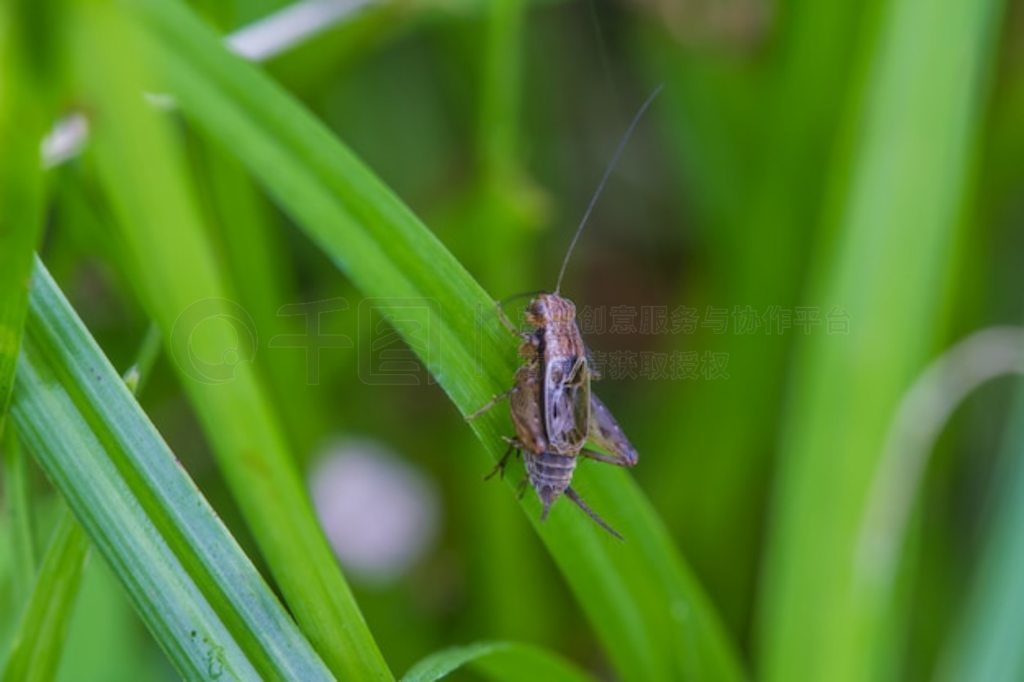 رȴɭеļ (Acheta Domestica)