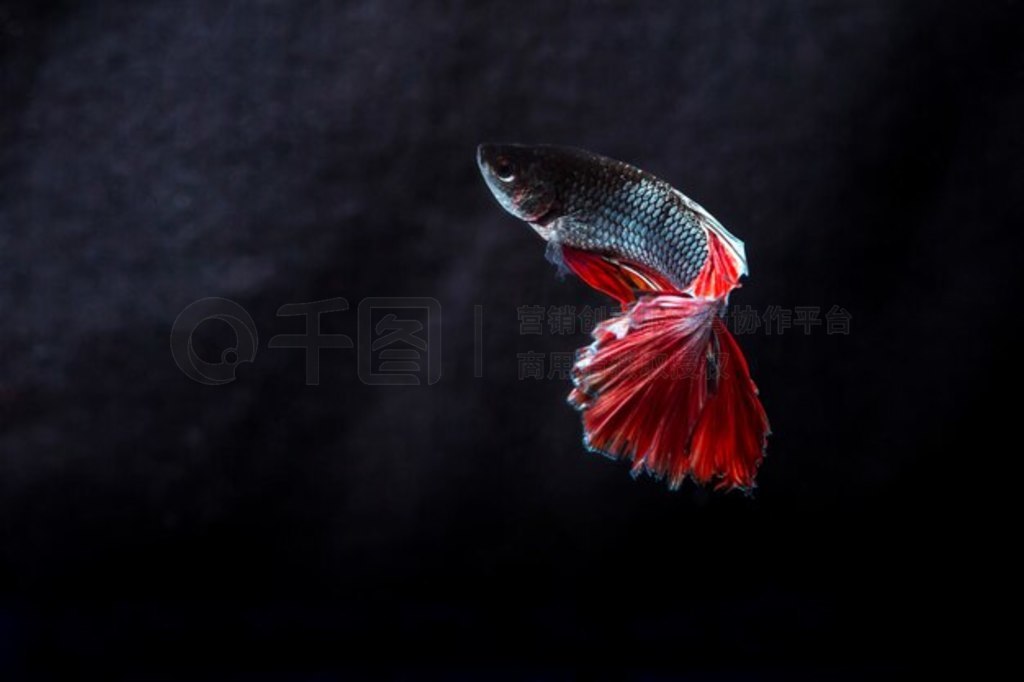  (Betta splendens) 