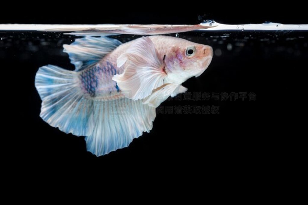  (Betta splendens) 