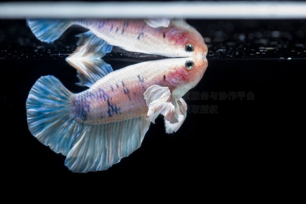  (Betta splendens) 