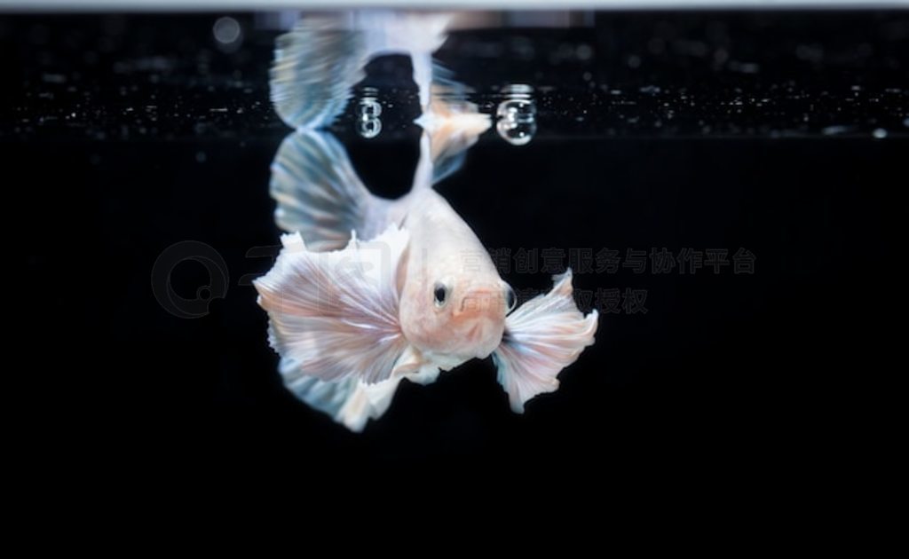  (Betta splendens) 