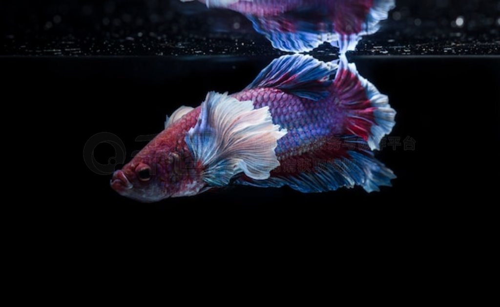  (Betta splendens) 