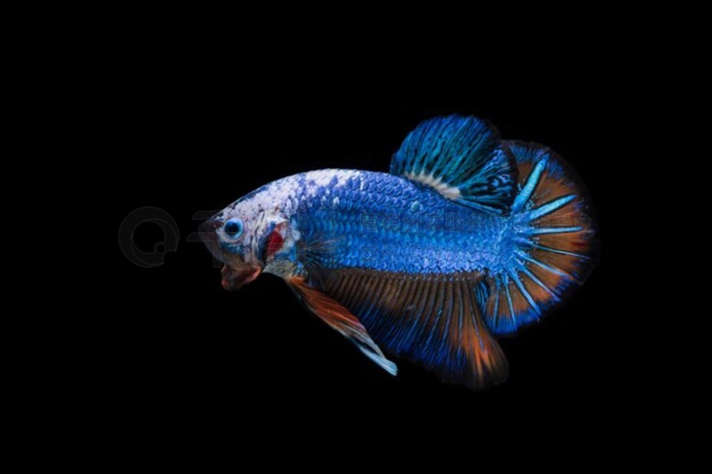  (Betta splendens) 