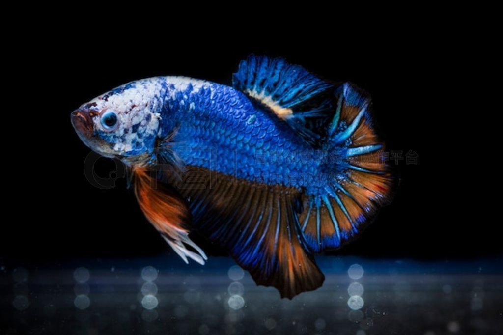  (Betta splendens) 