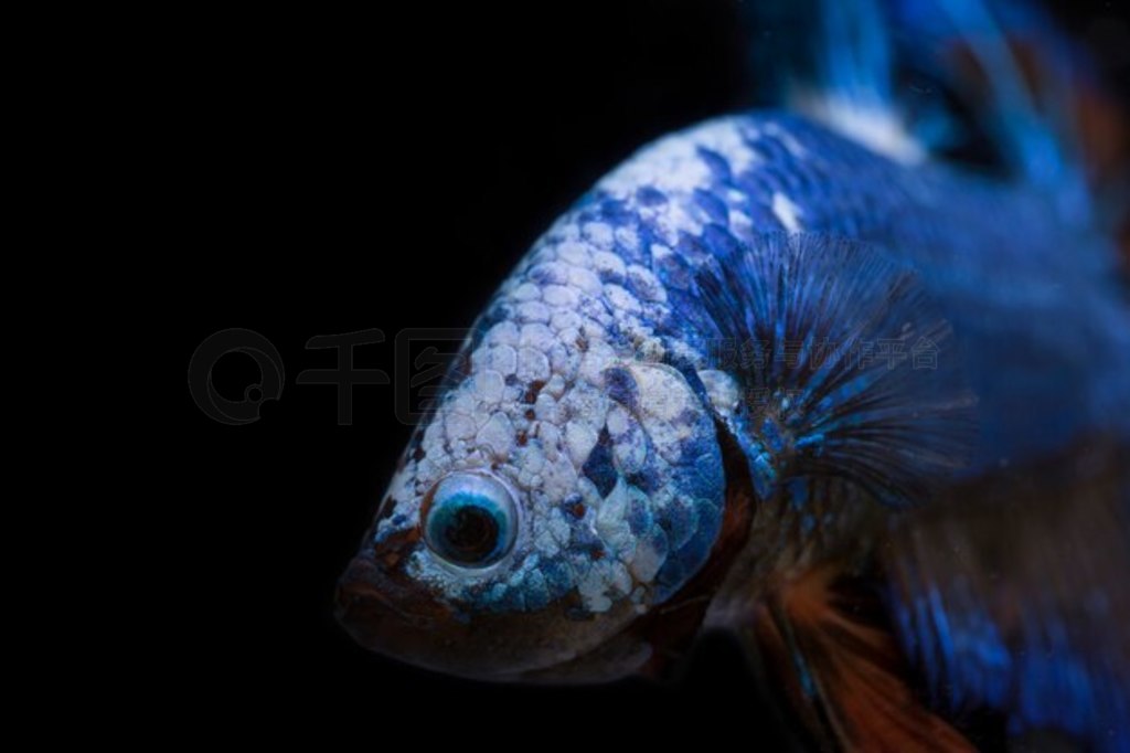  (Betta splendens) 