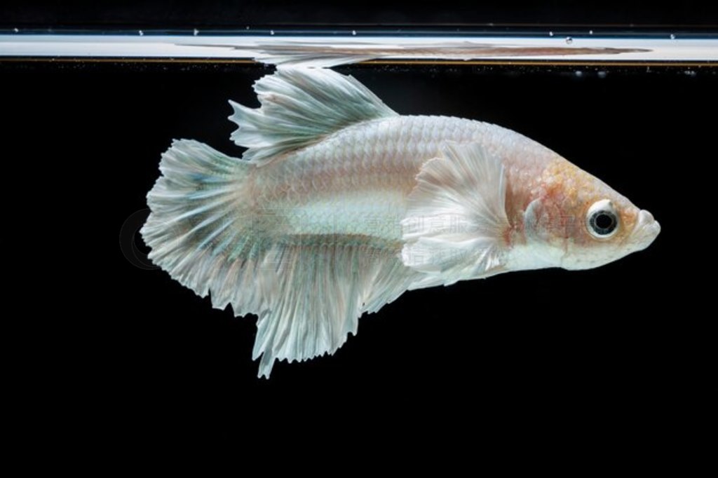  (Betta splendens) 