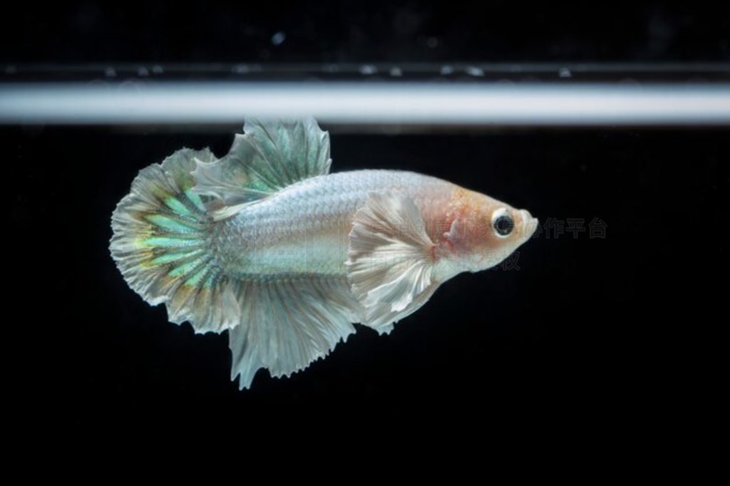  (Betta splendens) 