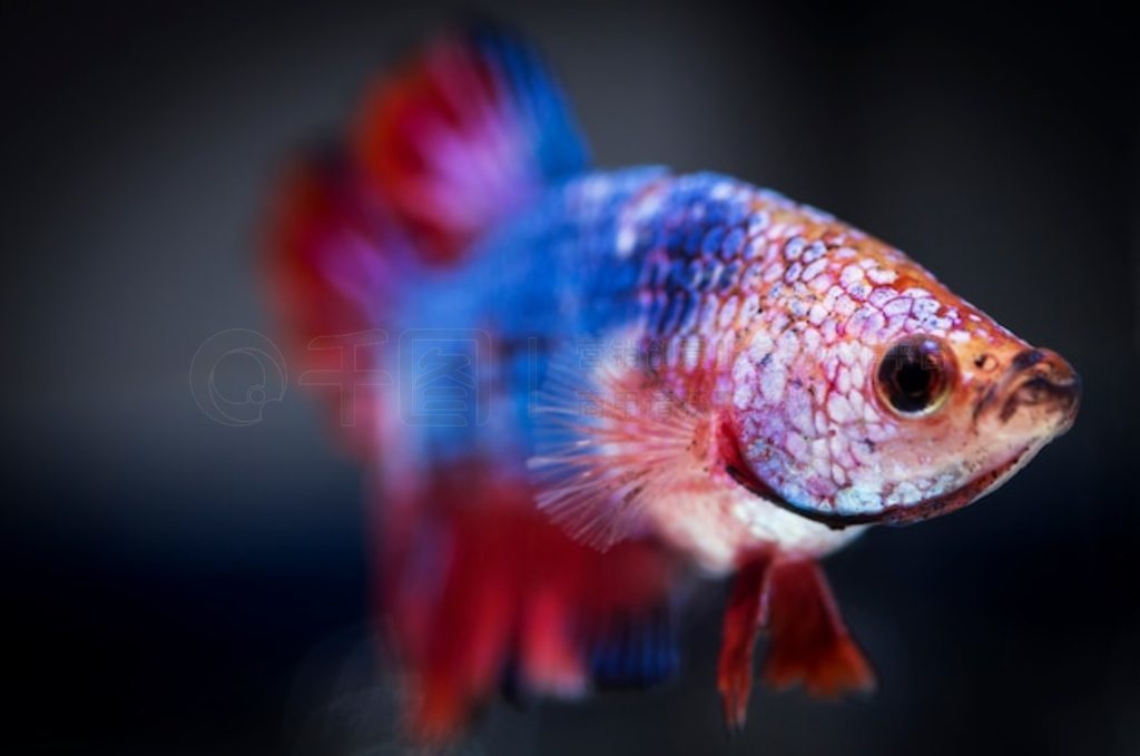  (Betta splendens) 