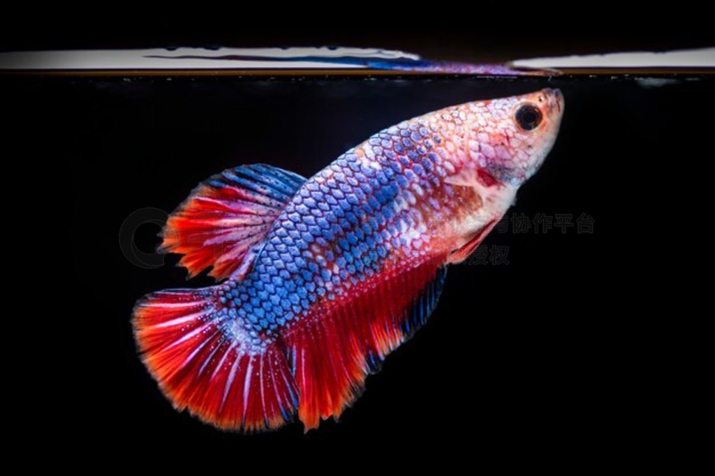  (Betta splendens) 