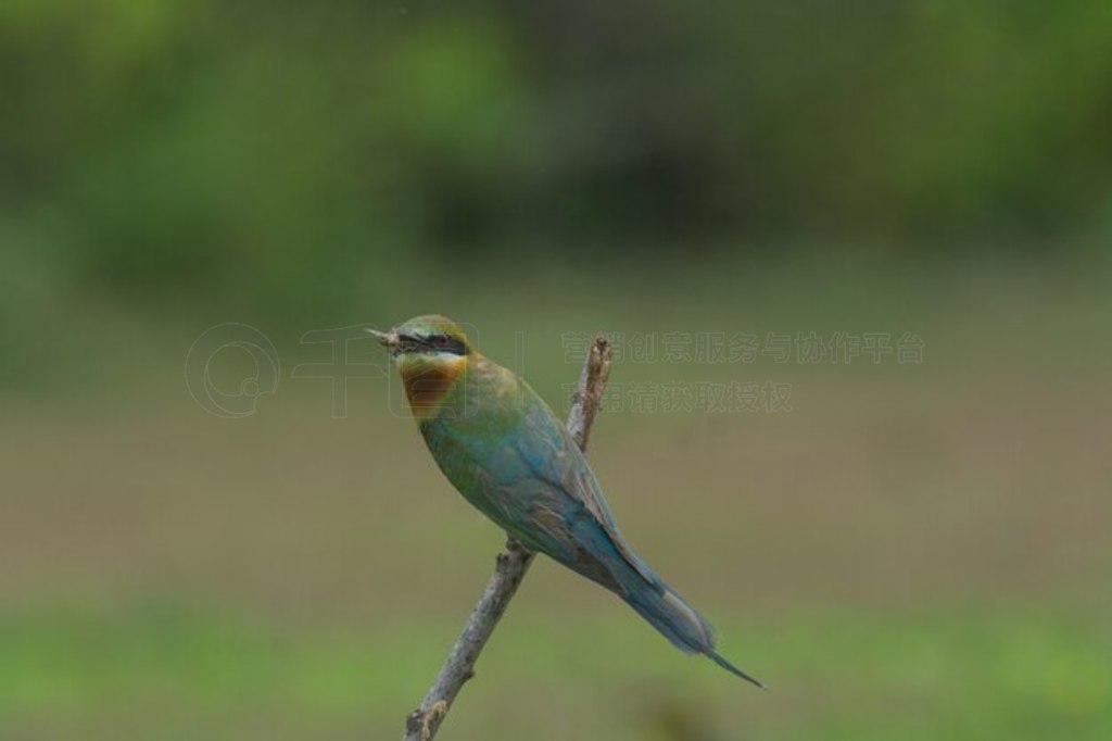 βʳ֦ϡMerops philippinus