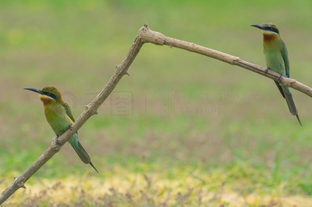 βʳ֦ϡMerops philippinus