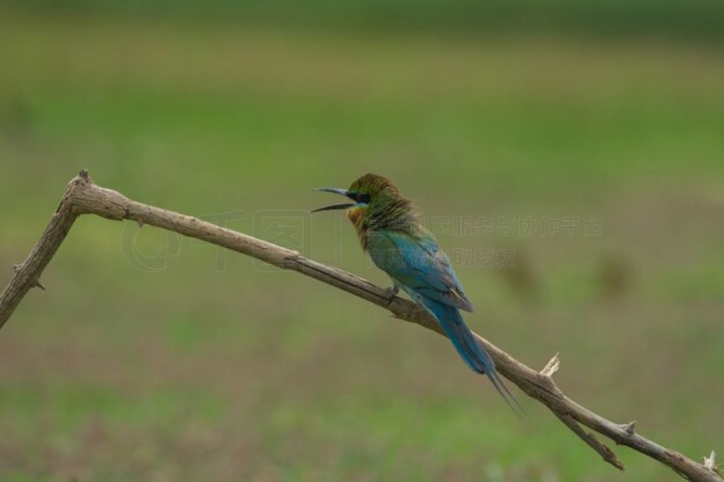 βʳ֦ϡMerops philippinus