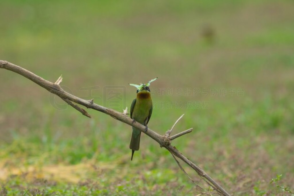 βʳ֦ϡMerops philippinus