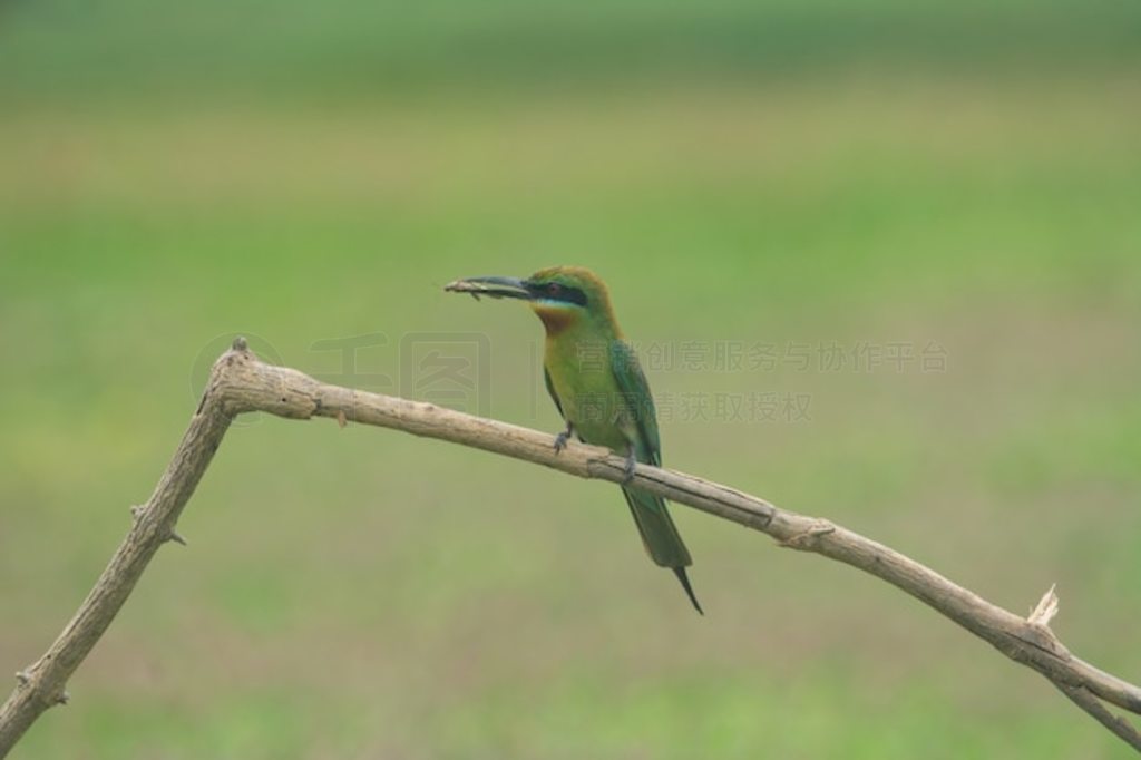 βʳ֦ϡMerops philippinus