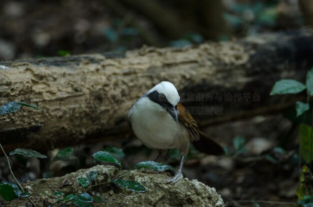 ׹Ц (Garrulax leucolophus)