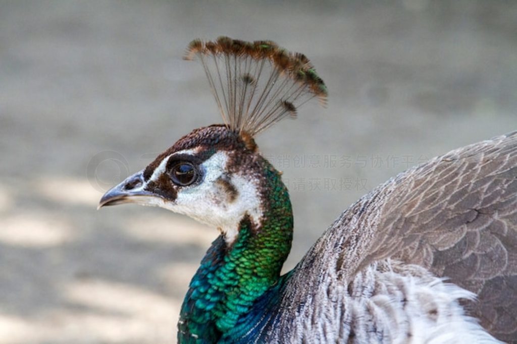 ƿȸ (Pavo cristatus) дͼ