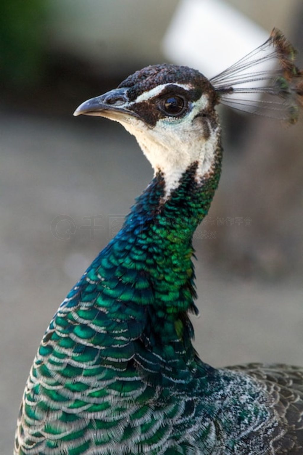 ƿȸ (Pavo cristatus) дͼ