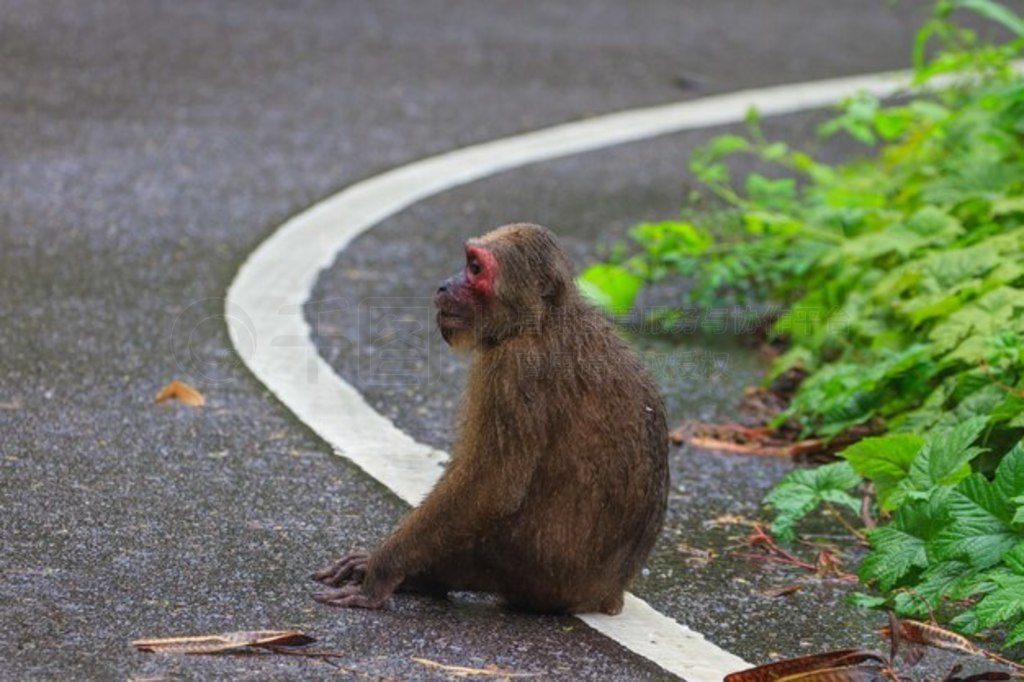 ȻеĶβ⨺ (Macaca arctoides )