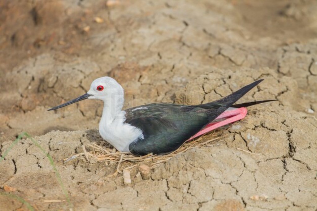 ڳ᳤ (Himantopus himantopus)