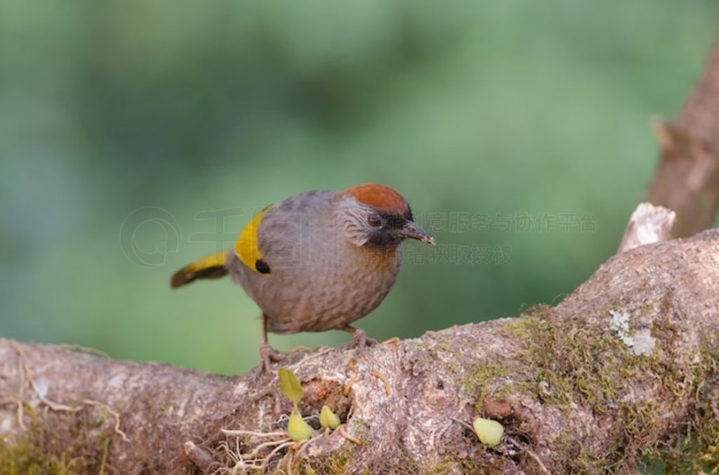 ȻеЦ (Trochopteron melanostigma) ̩