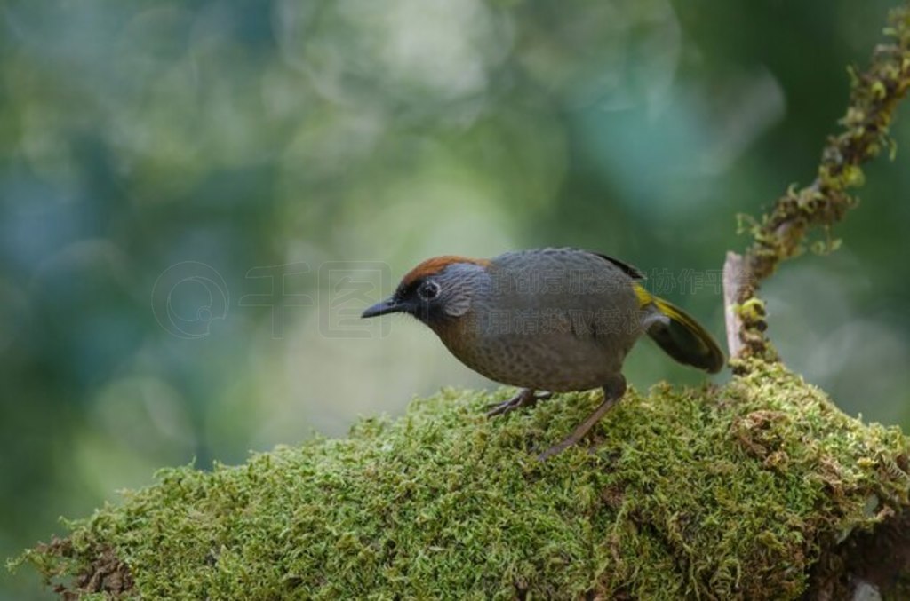 ȻеЦ (Trochopteron melanostigma) ̩