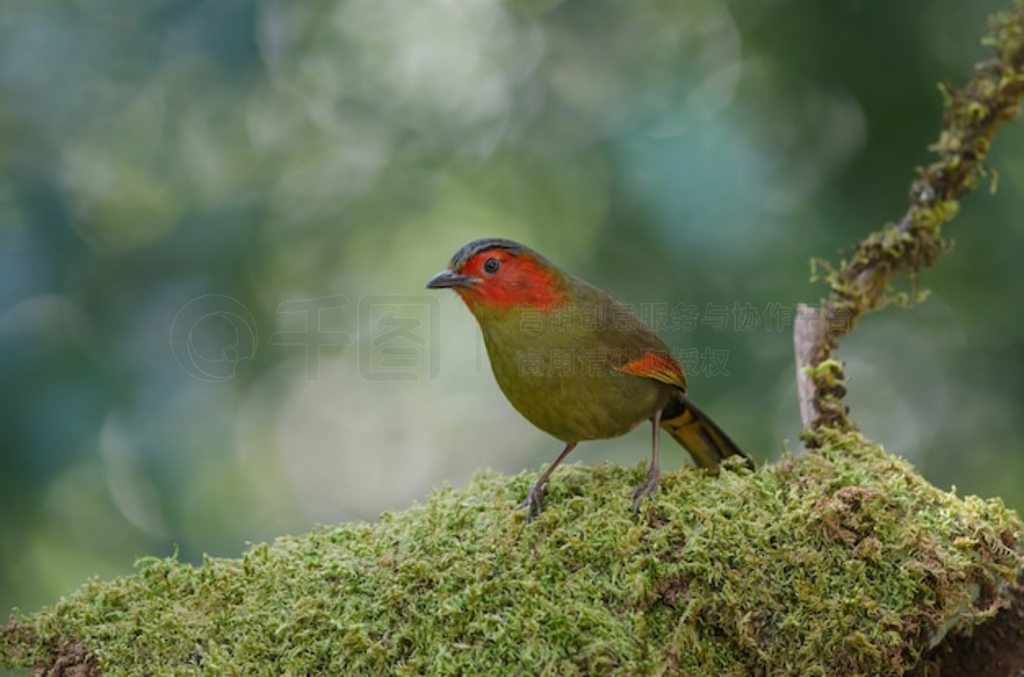 ̩Ȼ֦ϵɺɫ Liocichla (Liocichla ripponi)