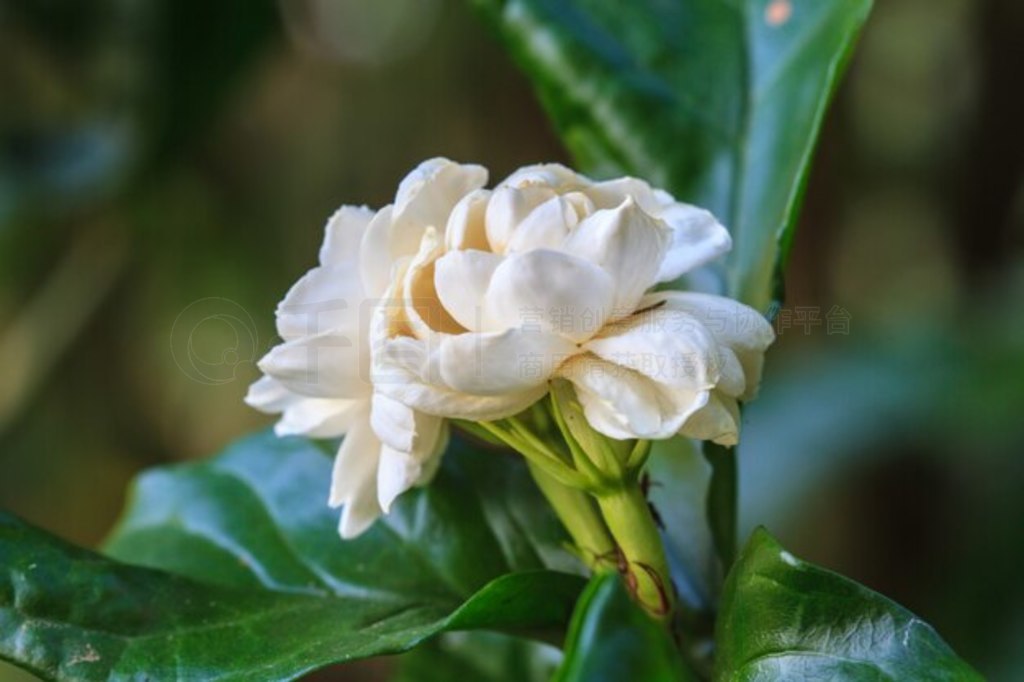 ϵİ (Jasminum sambac) 