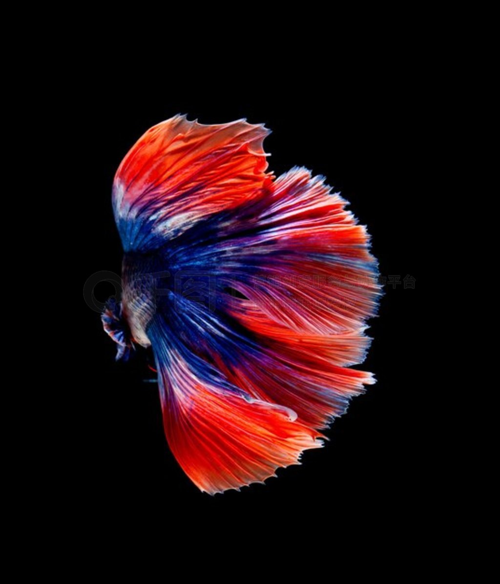 Betta 㣬ɫй޶