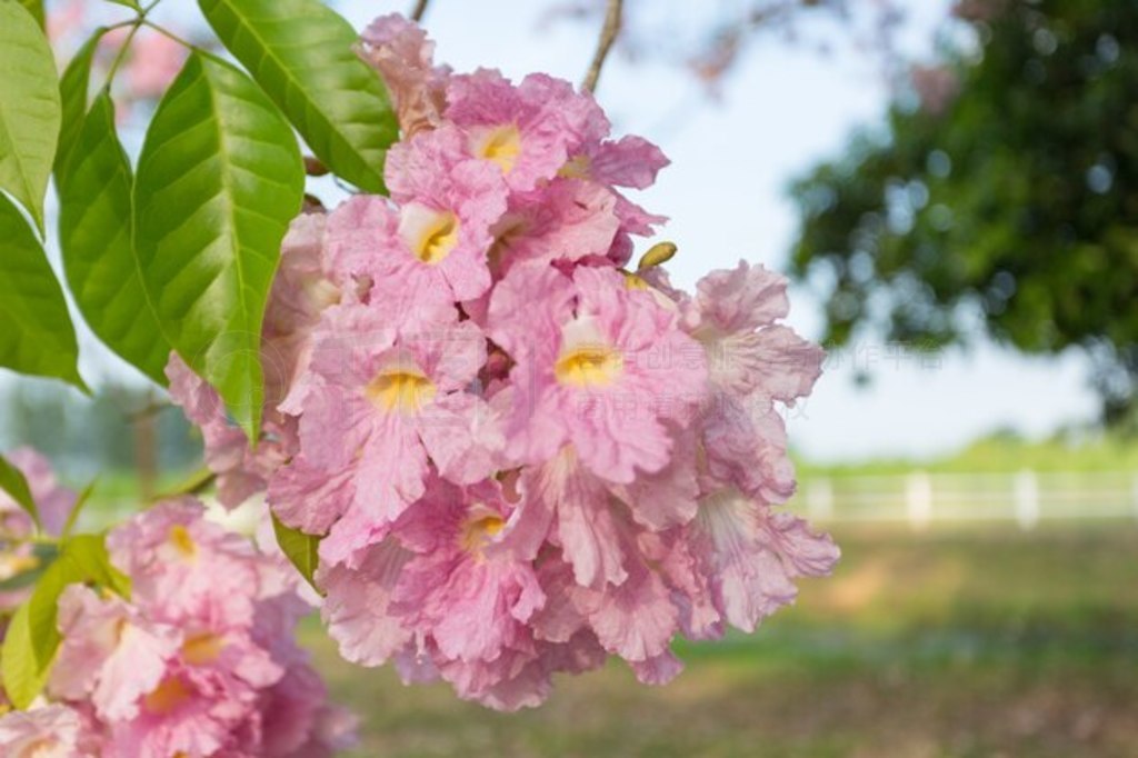 ۺɫTabebuia Rosea