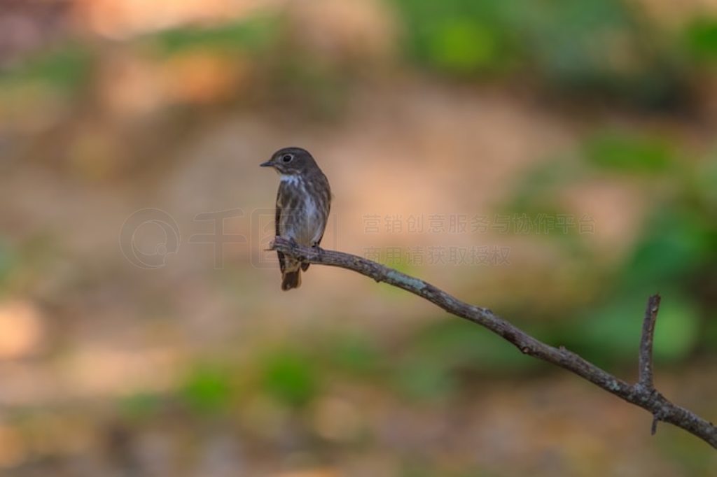 l (Muscicapa sibirica)վ֦