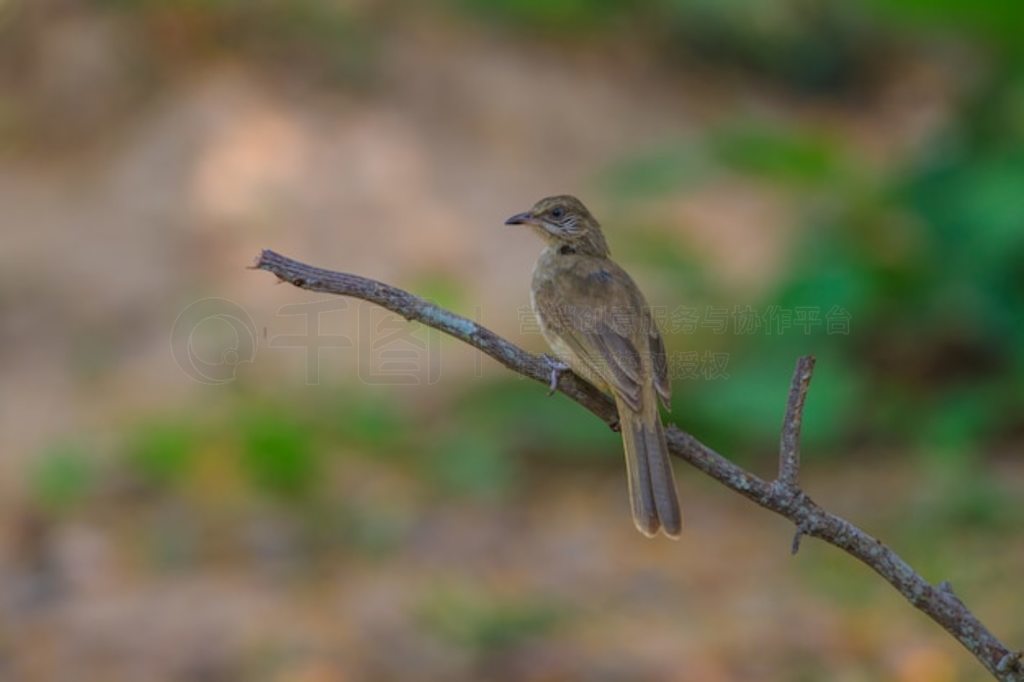 Ȼеƶ (Pycnonotus blanfordi)