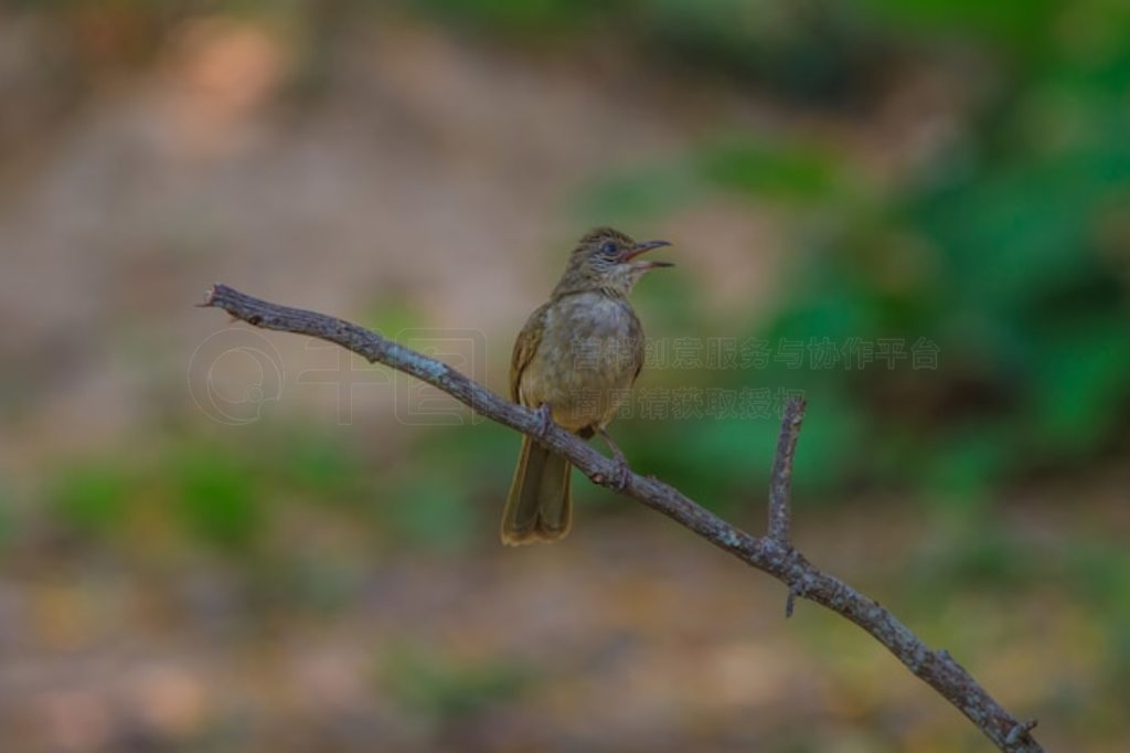 Ȼеƶ (Pycnonotus blanfordi)