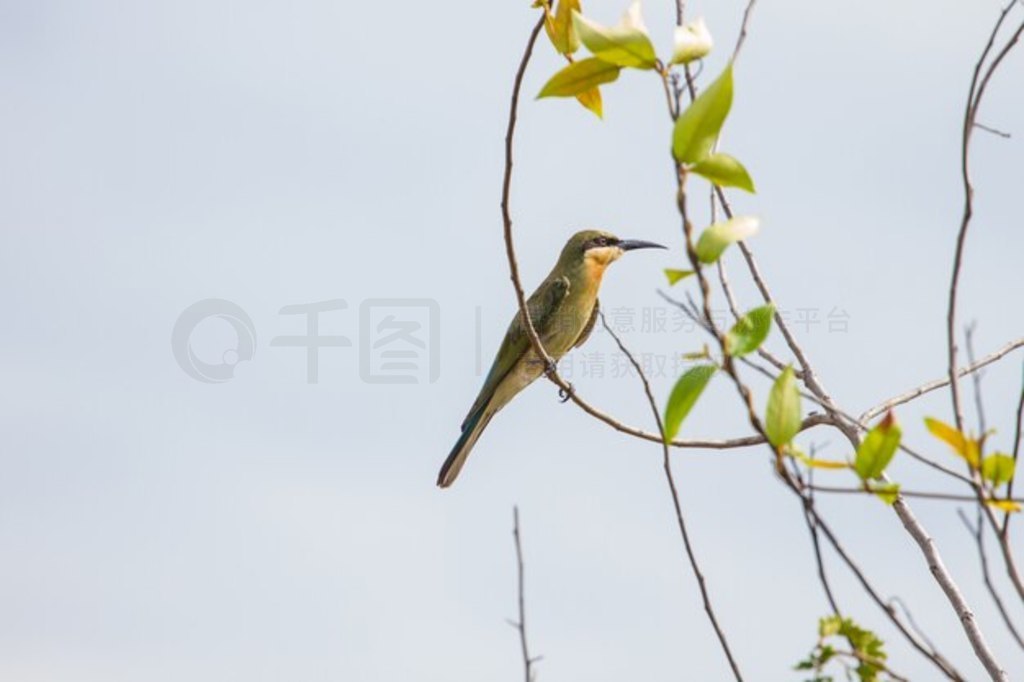 βʳ֦ϡMerops philippinus