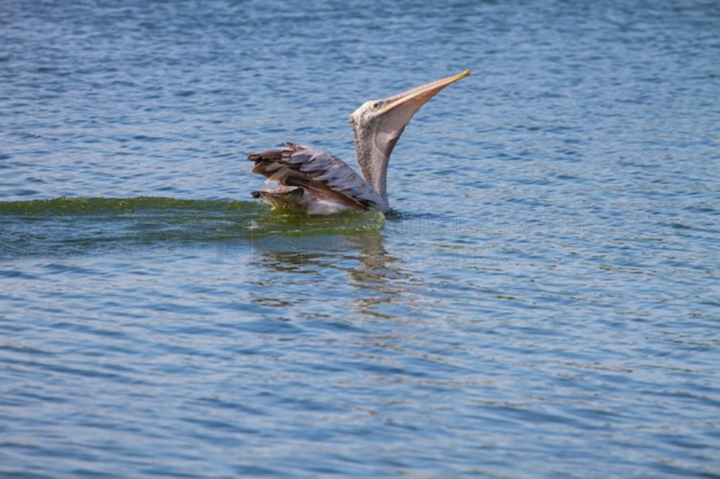 ̩ Laempukbia Ȼеİ (Pelecanus philippensis)