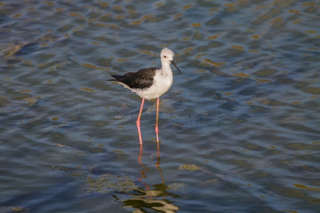 ڳ᳤ (Himantopus himantopus)