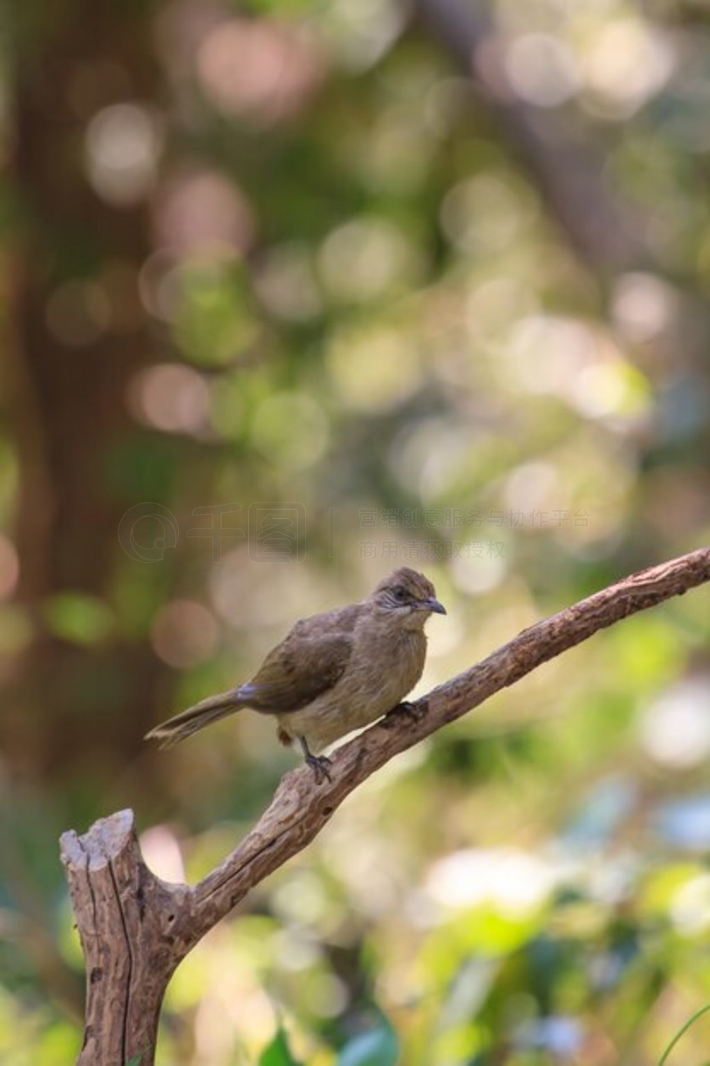 Ȼеƶ (Pycnonotus blanfordi)