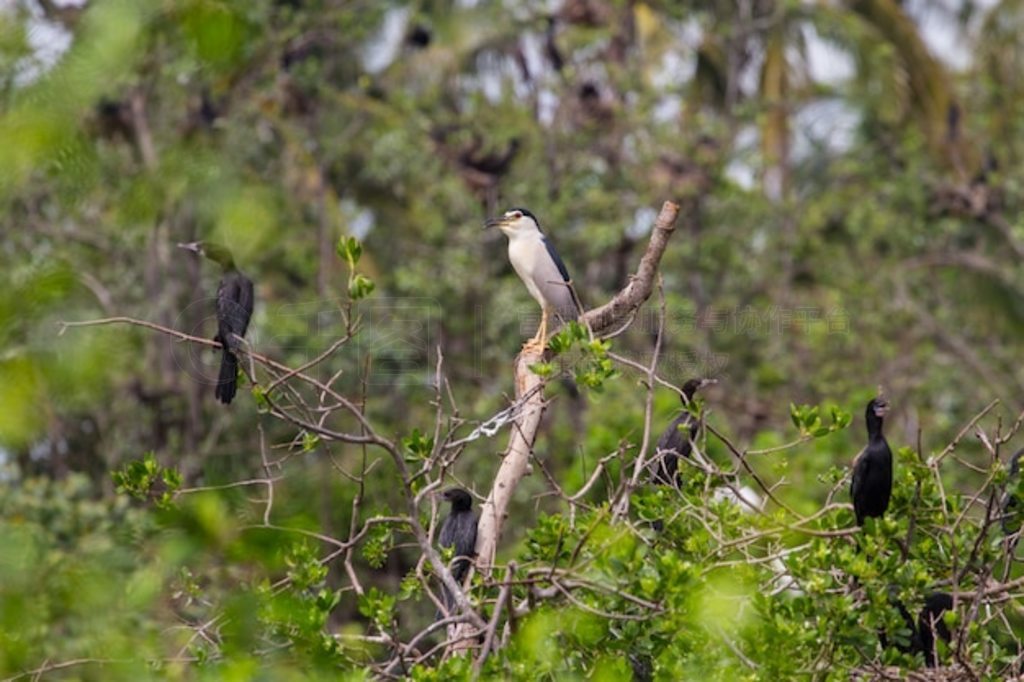 ڹҹ (Nycticorax nycticorax)