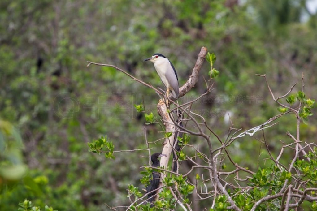 ڹҹ (Nycticorax nycticorax)