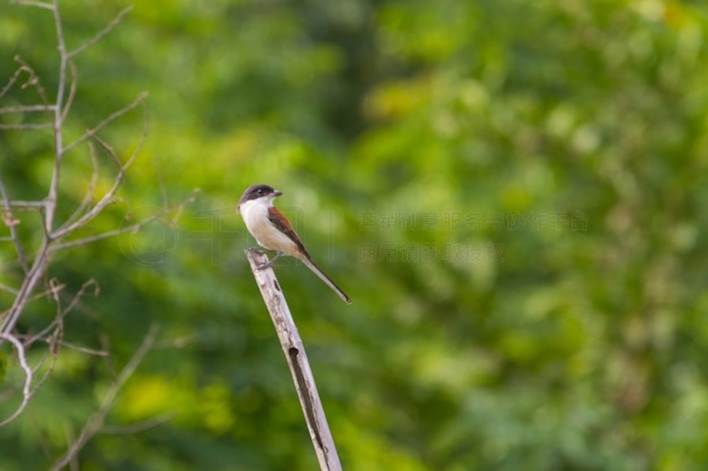 鲮 (Lanius collurioides)