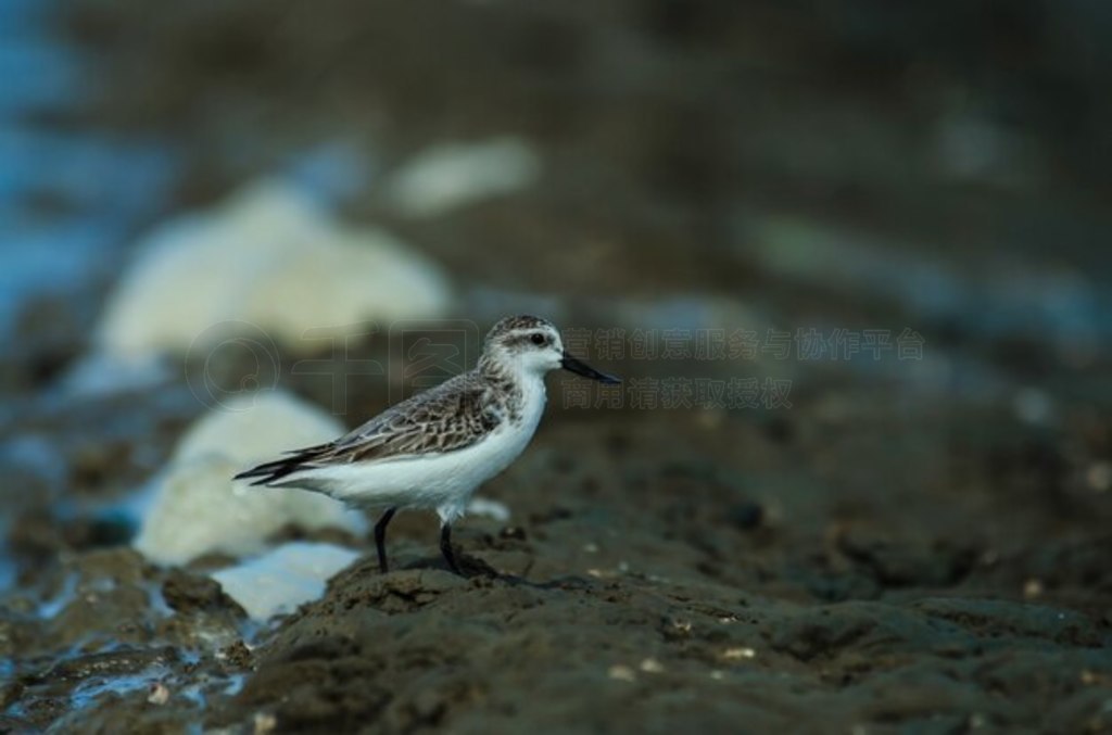 ̩Ȼе (Calidris pygmaea)