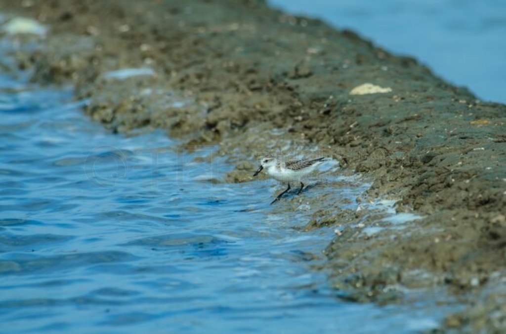 ̩Ȼе (Calidris pygmaea)