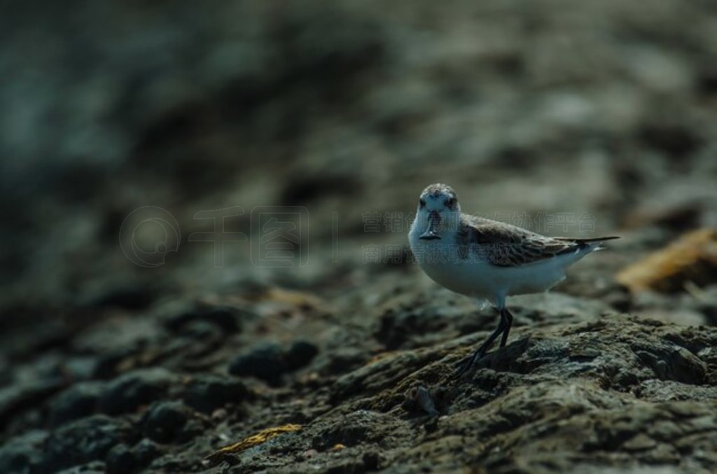 ̩Ȼе (Calidris pygmaea)