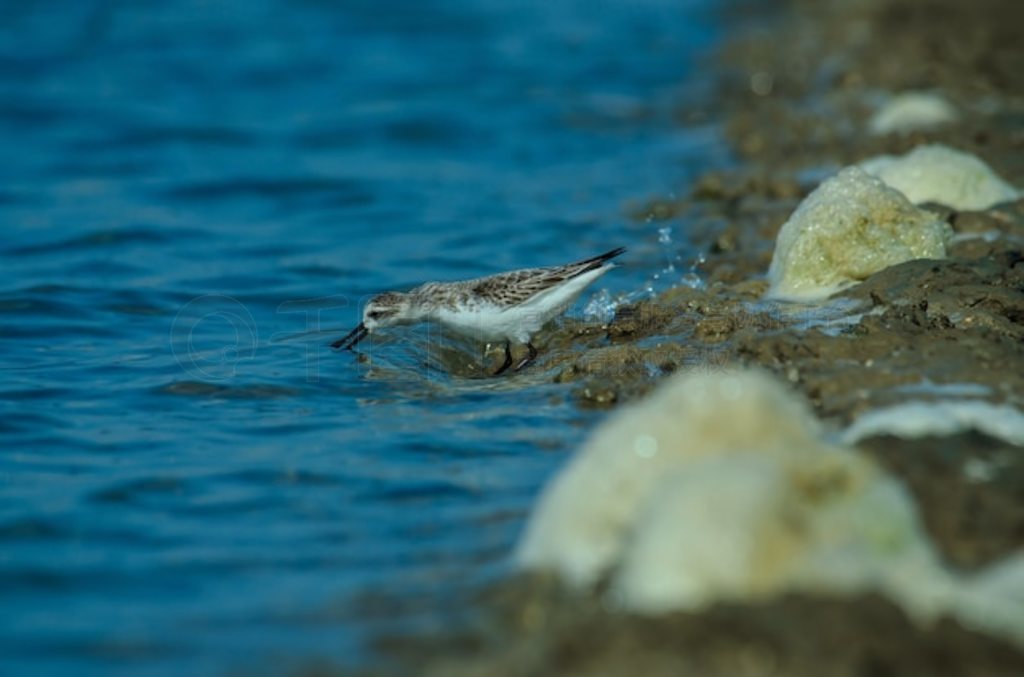 ̩Ȼе (Calidris pygmaea)