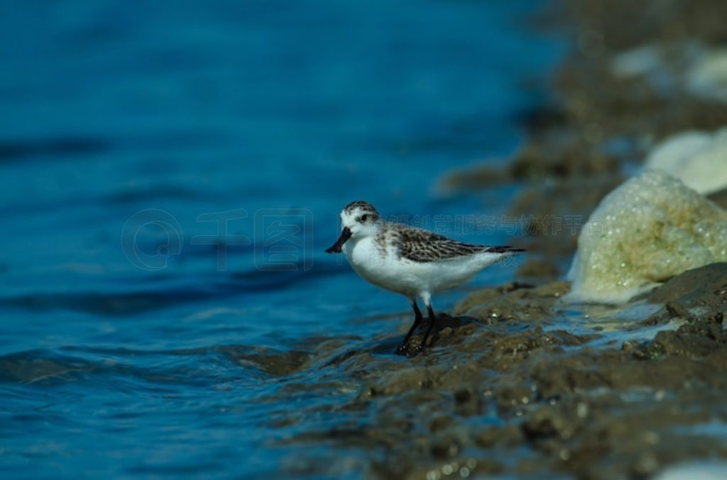 ̩Ȼе (Calidris pygmaea)